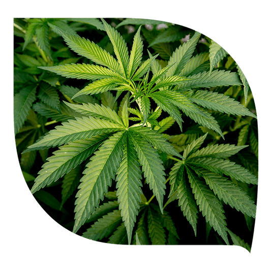 Cannabis - Forté Pharma