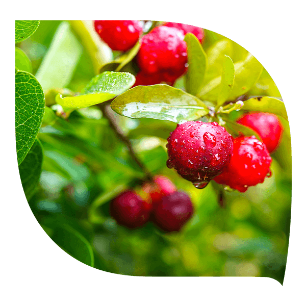 Acérola bienfaits, tonus, défenses naturelles, vitamine C.