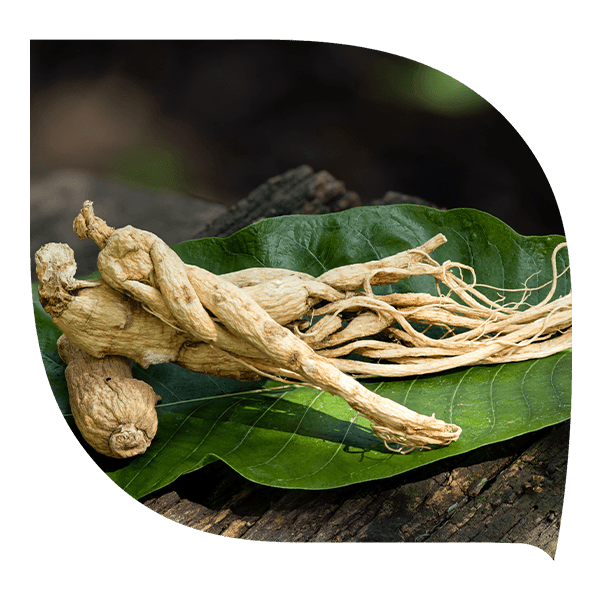 Racine de ginseng, tonus, énergie, plante adaptogène, performance.