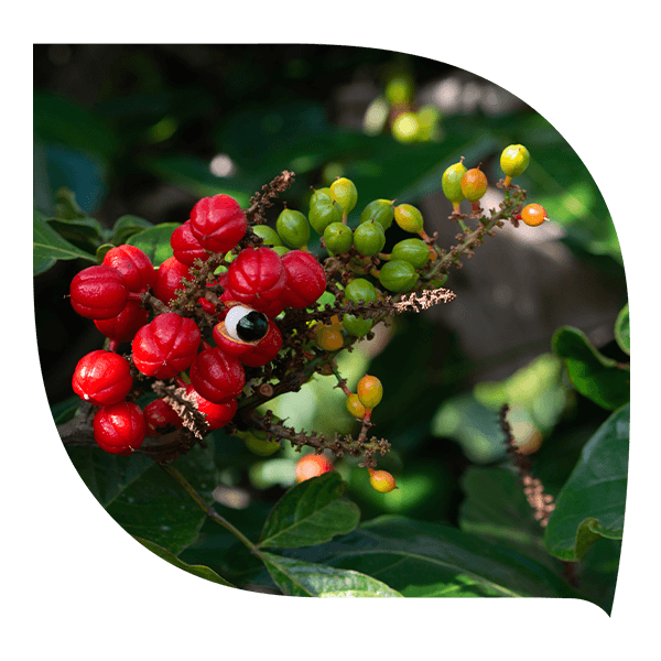 Guarana fruit, énergie, tonus, performance naturelle.