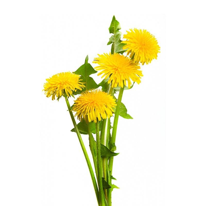 Pissenlit bio en gélules, detox naturel.