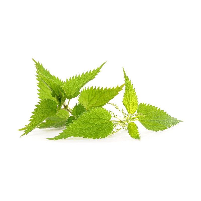 Ortie, plante reminéralisante naturelle.