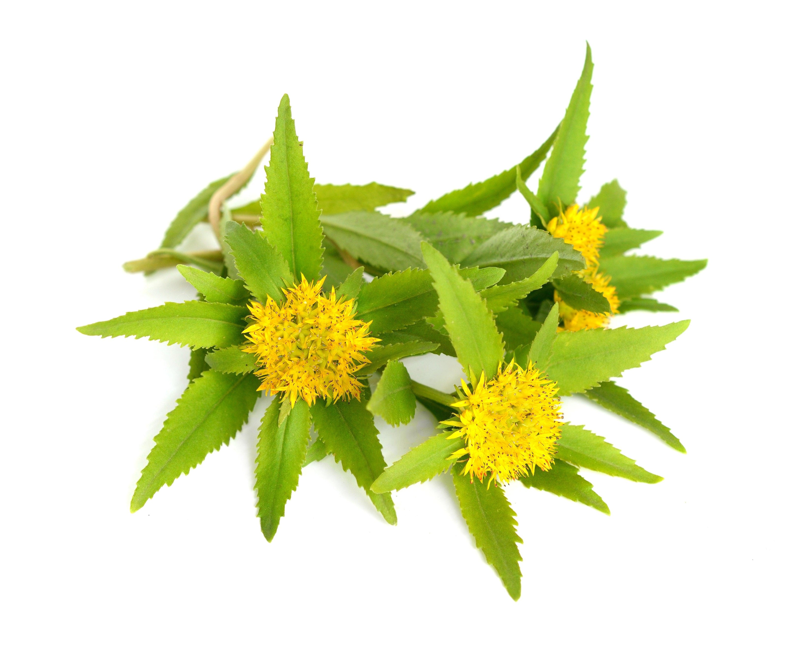 Racine de rhodiola, plante adaptogène.