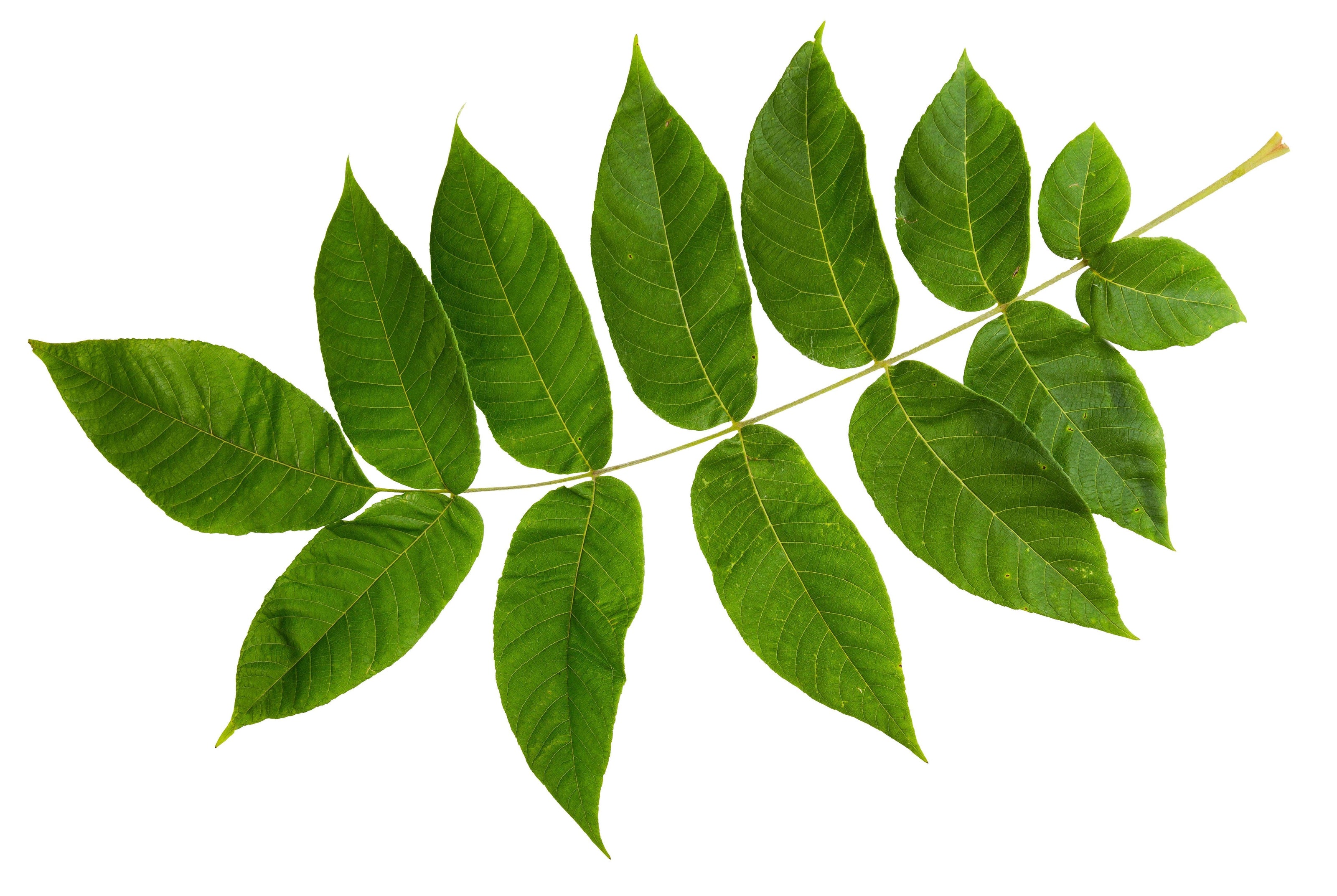 Feuilles de frêne, détox et bien-être articulaire.
