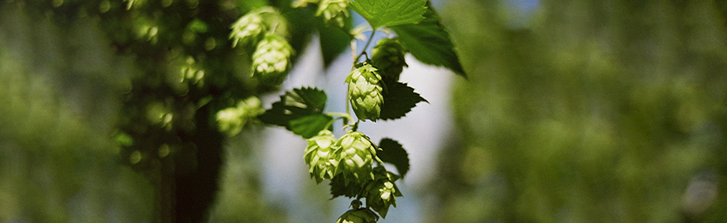 Levure de bière, sommeil naturel.