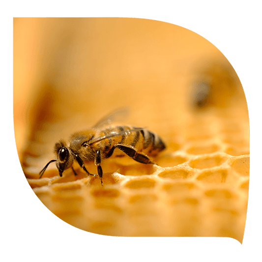 Gelée royale - Forté Pharma