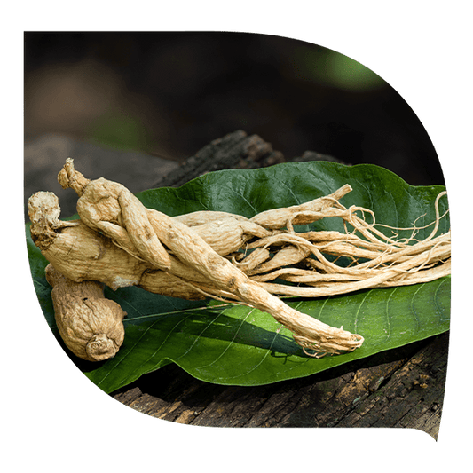 Ginseng - Forté Pharma