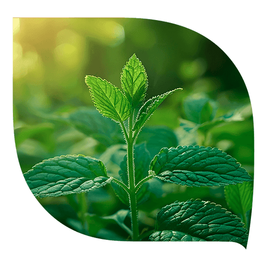 Plantes adaptogènes - Forté Pharma