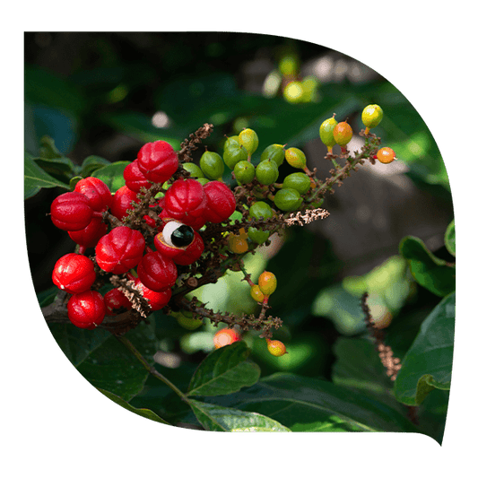 Guarana - Forté Pharma