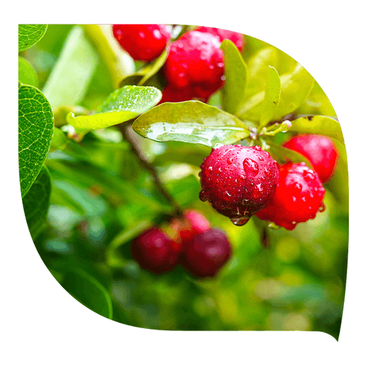 Acérola - Forté Pharma