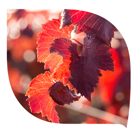 Vigne rouge - Forté Pharma