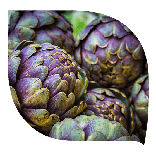 Artichaut - Forté Pharma