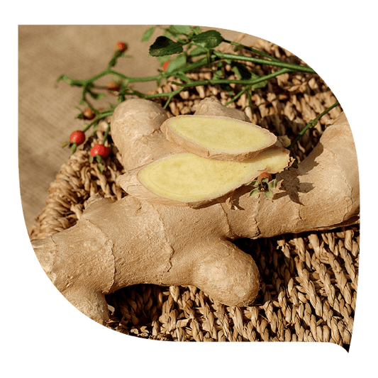 Gingembre - Forté Pharma
