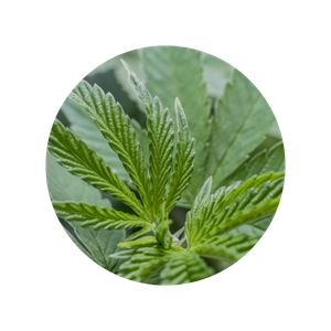 Ingrédient cannabis