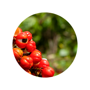Ingrédient guarana