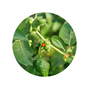 Ingrédient plantes adaptogènes