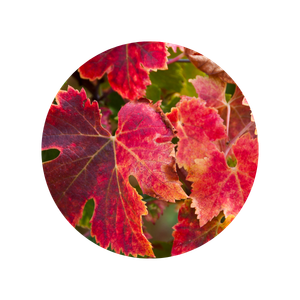 Ingrédient vigne rouge