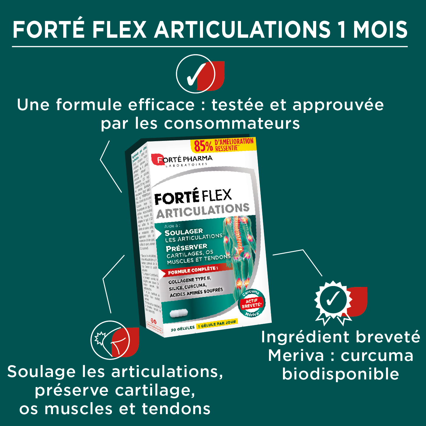 Forté Flex Articulations