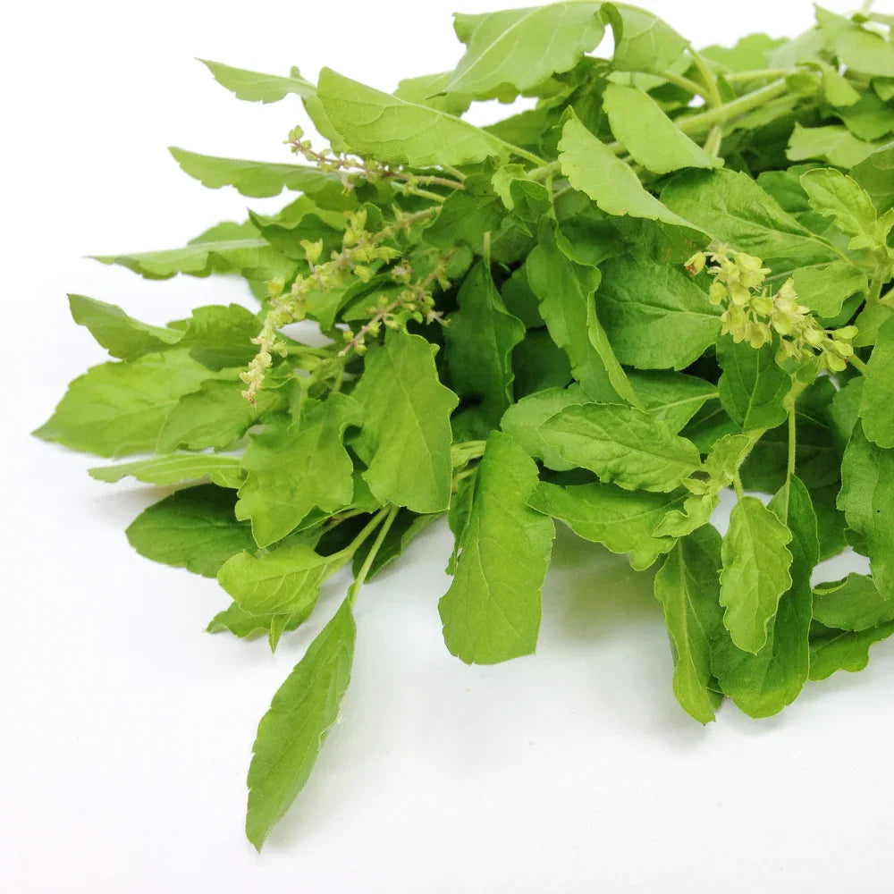 Basilic sacré, plante adaptogène Forte Pharma