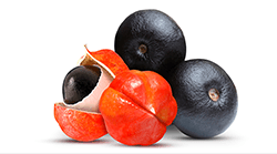 Graines de guarana, énergie naturelle, stimulant, concentration, vitalité.