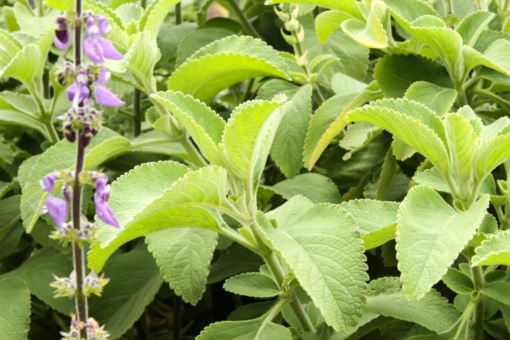 Artichaut : détox et élimination