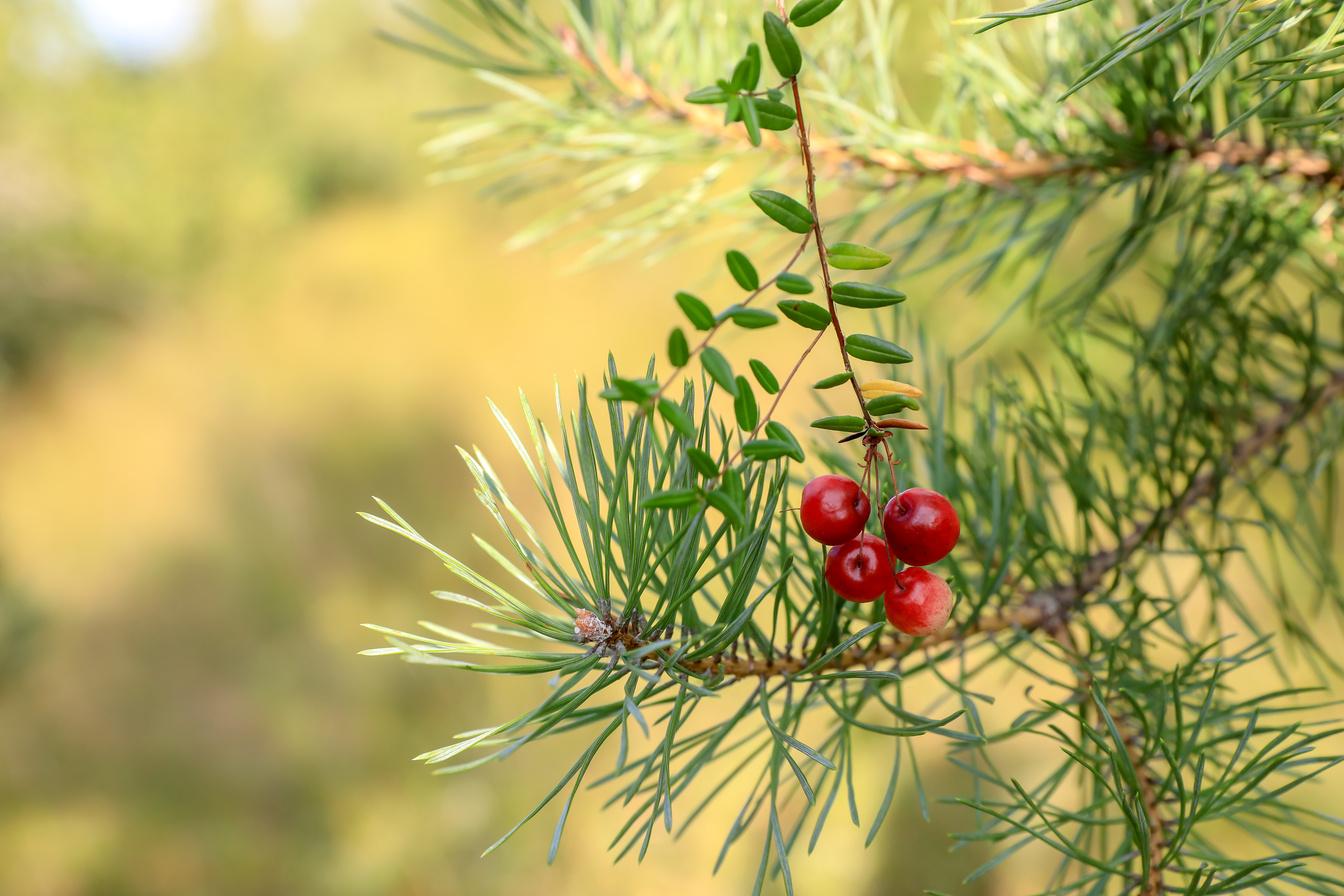 Bétaïne : confort digestif