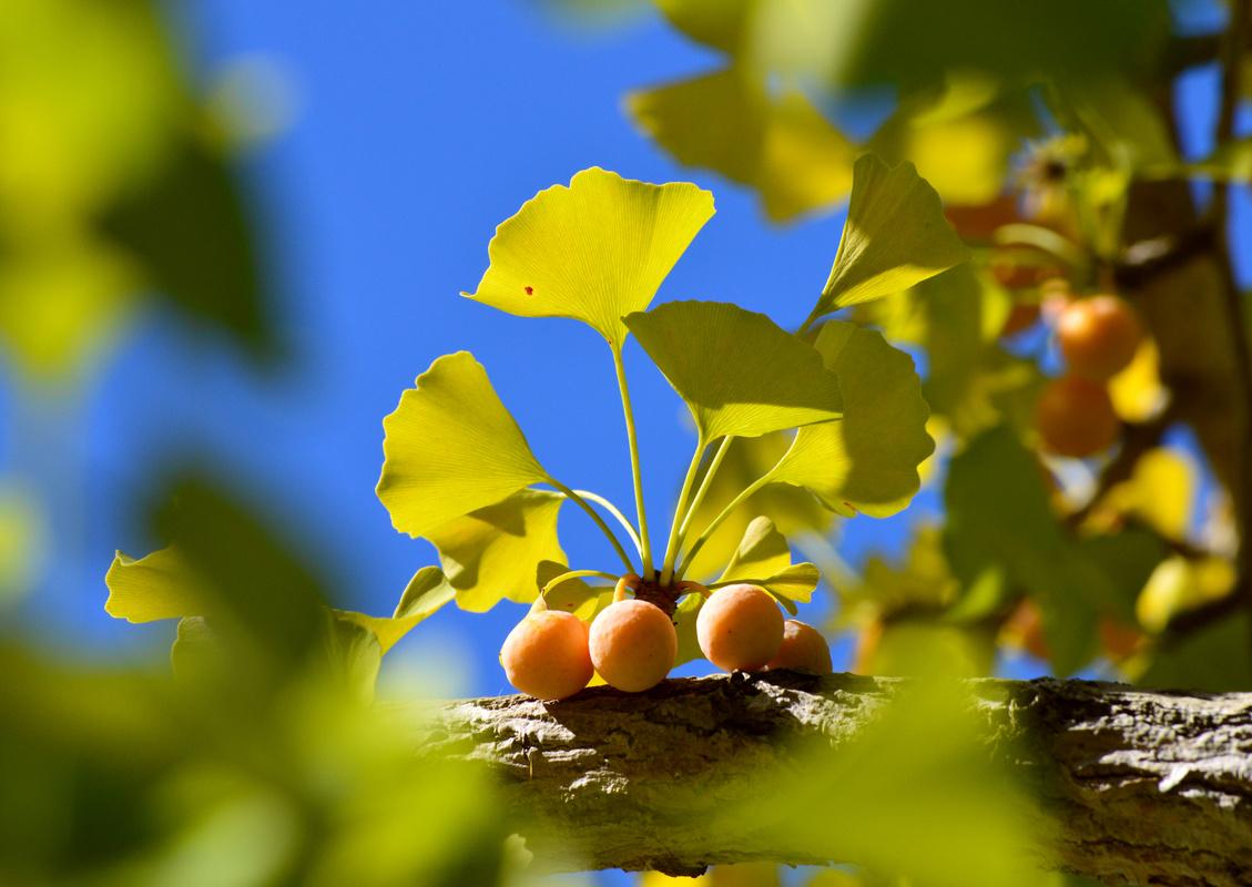 Ginkgo : vivacité intellectuelle</strong>