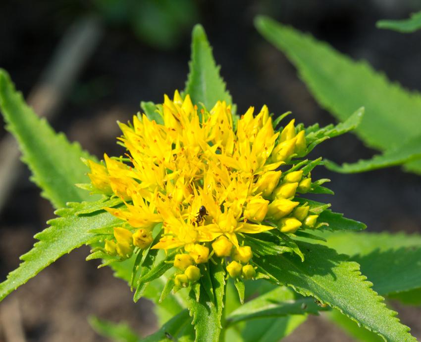 Rhodiola : Plante adaptogène