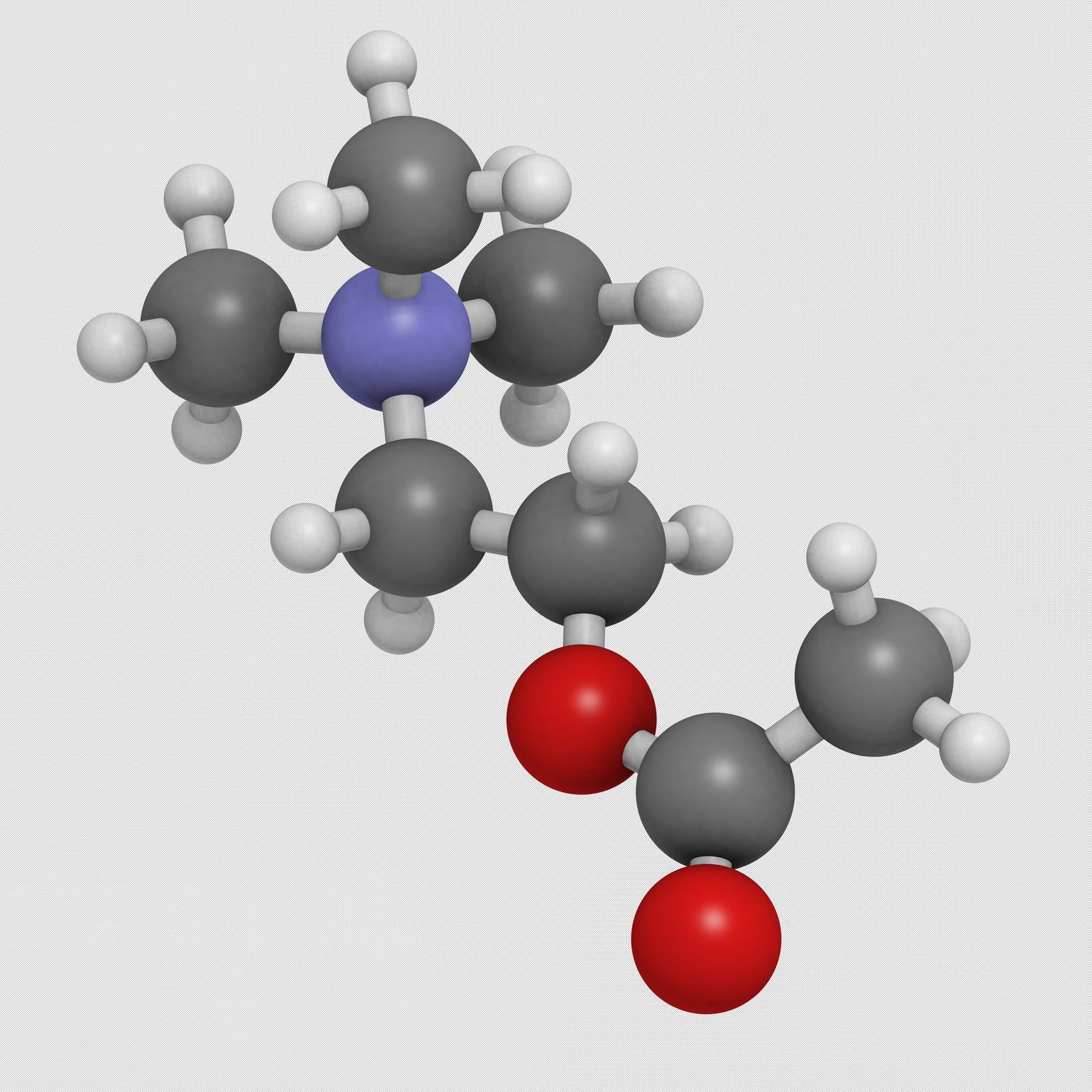 Choline : nutriment clé