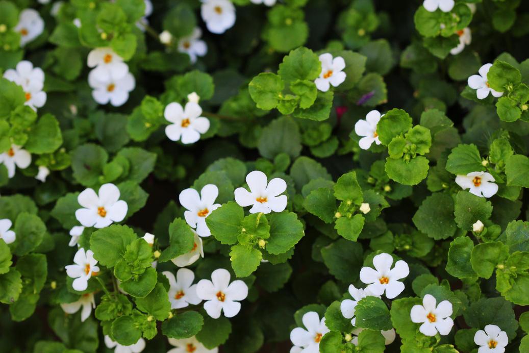 Bacopa : mémoire et concentration