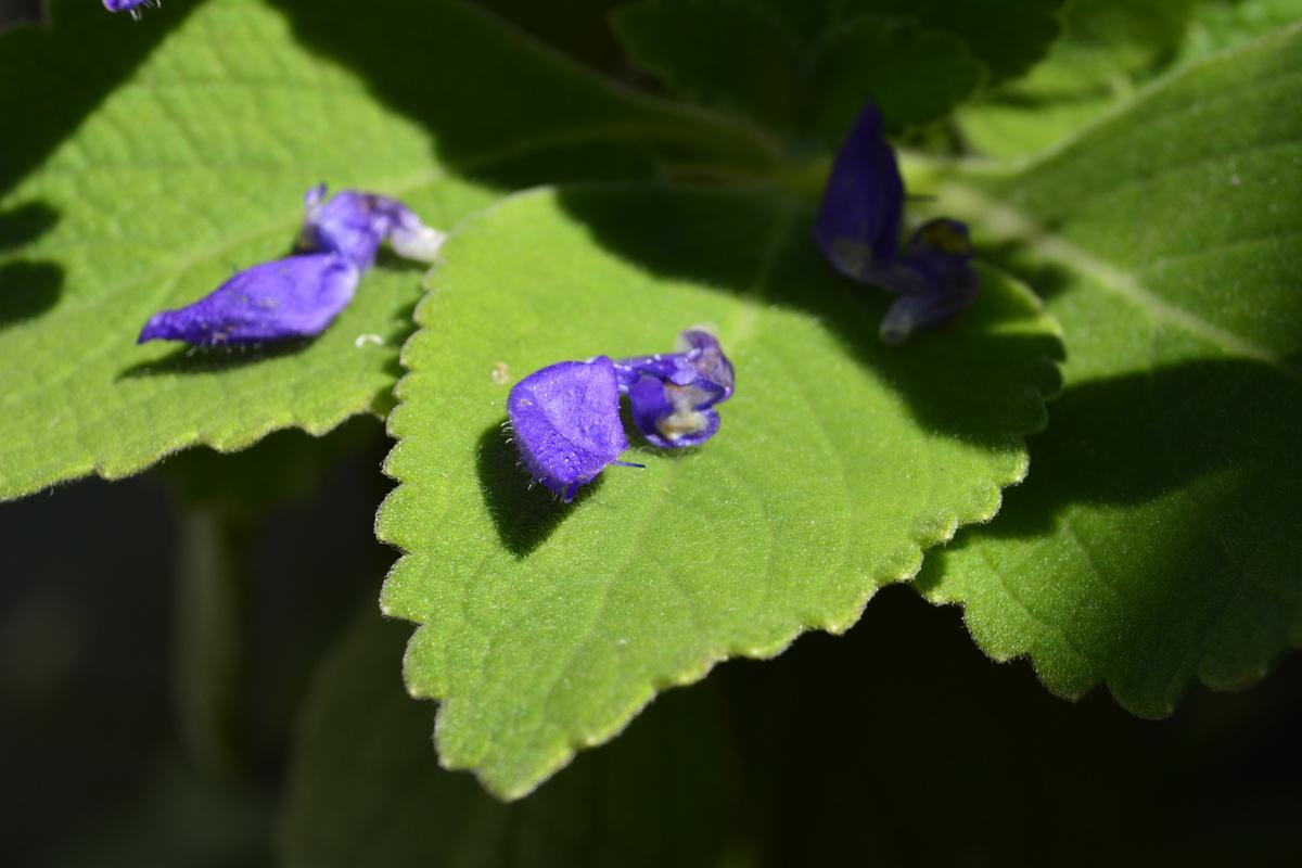 Boldo : confort digestif