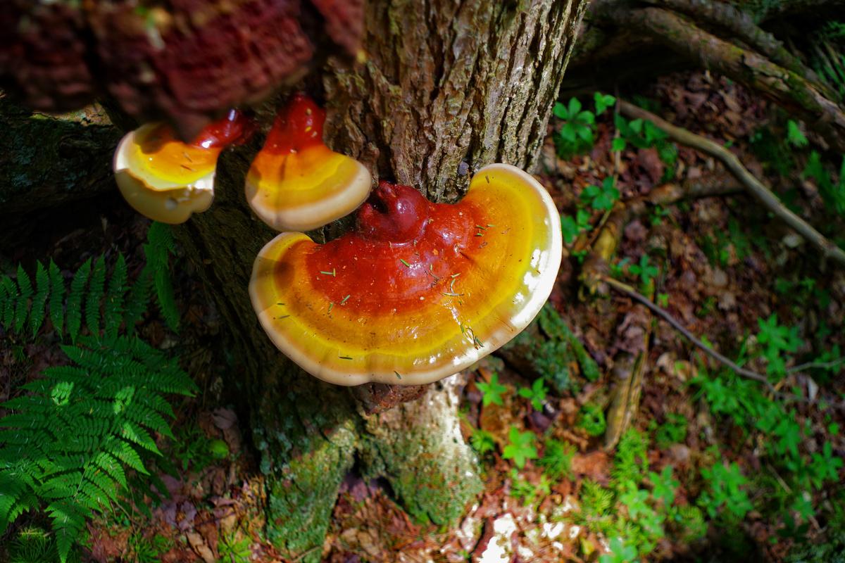 Reishi : Champignon adaptogène