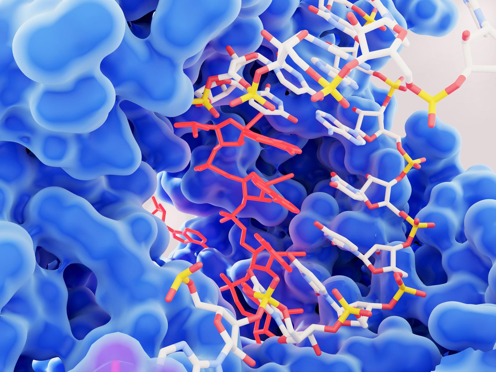 DIGEZYME : 5 enzymes digestives (alpha-amylase, protéase, lipase, lactase, cellulase)