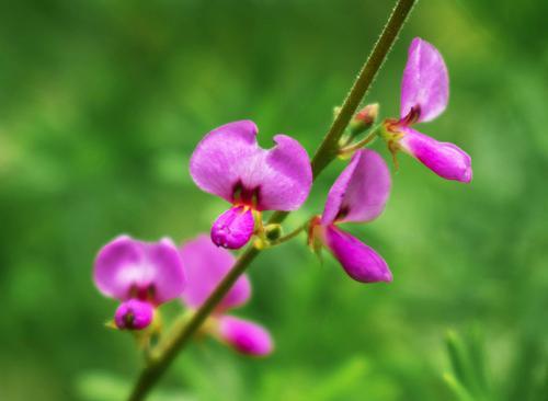 Feuilles de desmodium, soutien hépatique naturel.
