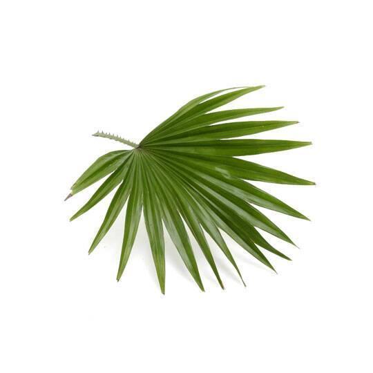 Saw Palmetto, plante pour la prostate.