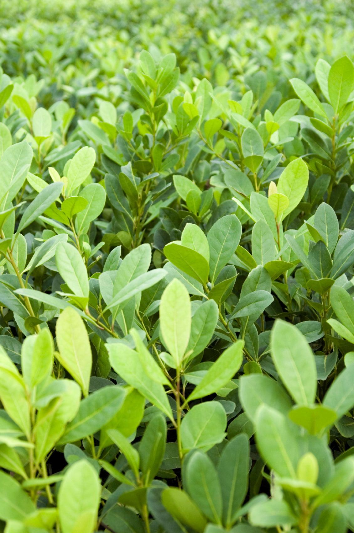 Maté, boisson énergisante et brûle-graisses naturel.