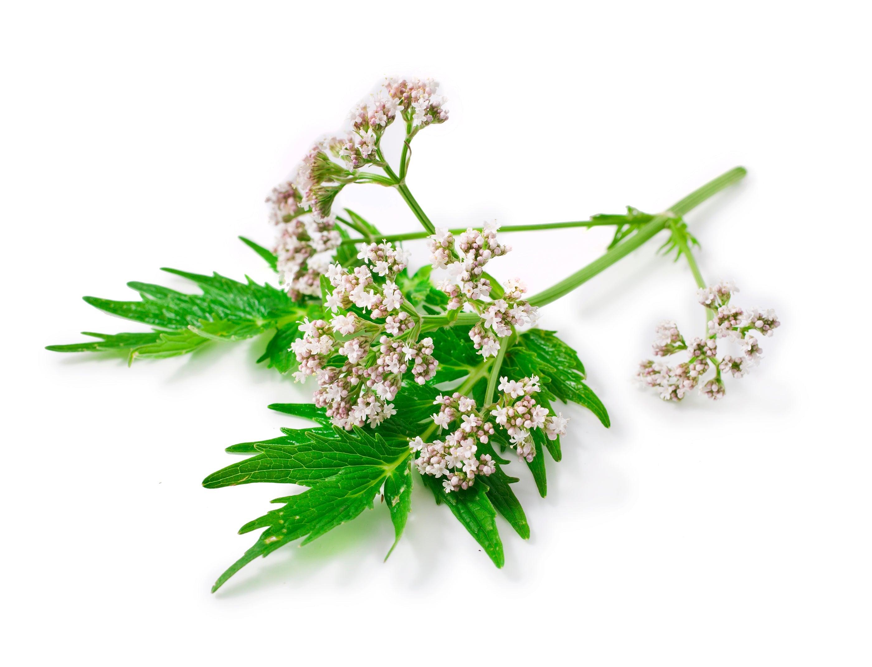 Racine de valériane, plantes relaxantes et sommeil naturel.