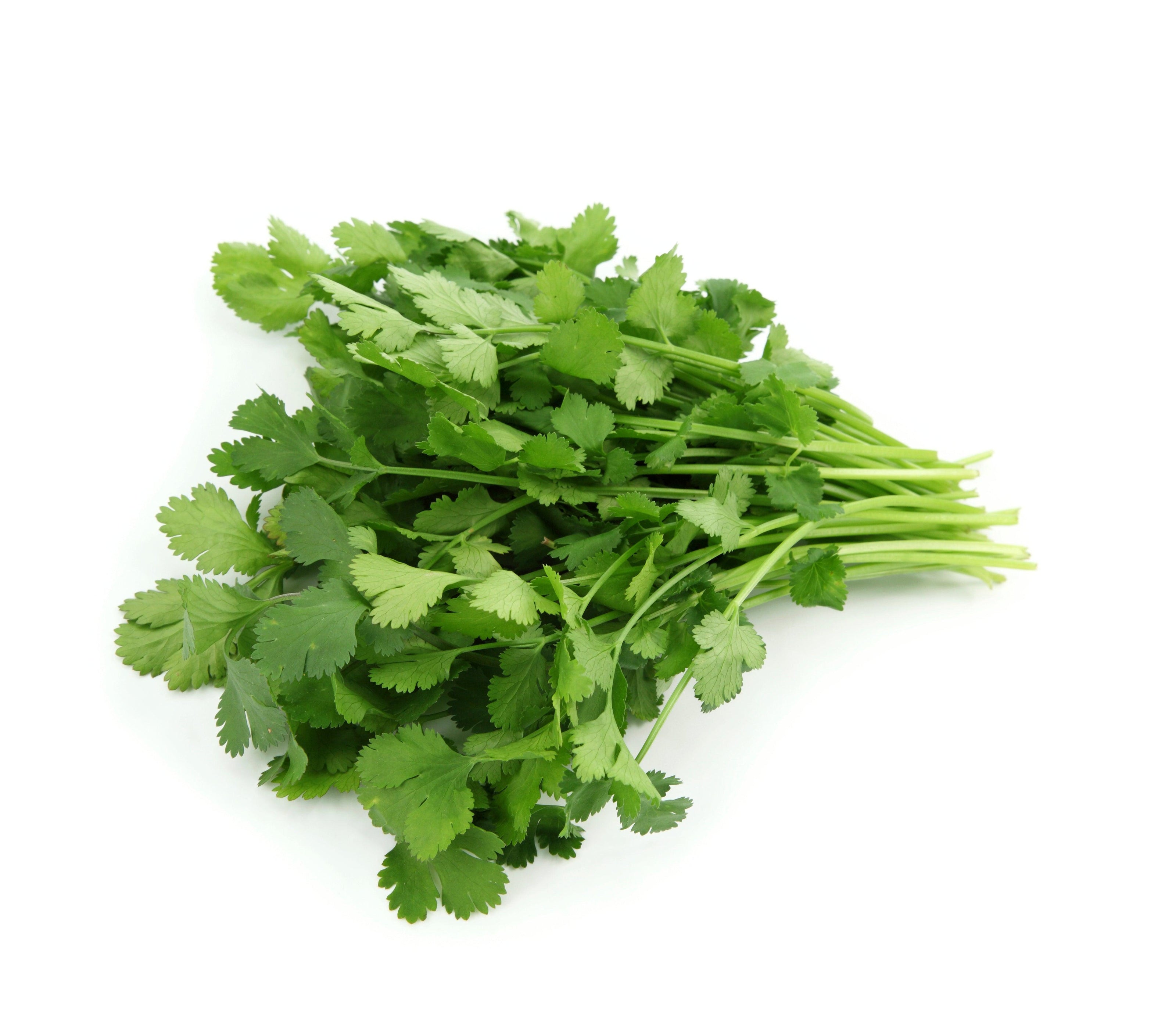 Graines et feuilles de coriandre fraîche, herbes naturelles.