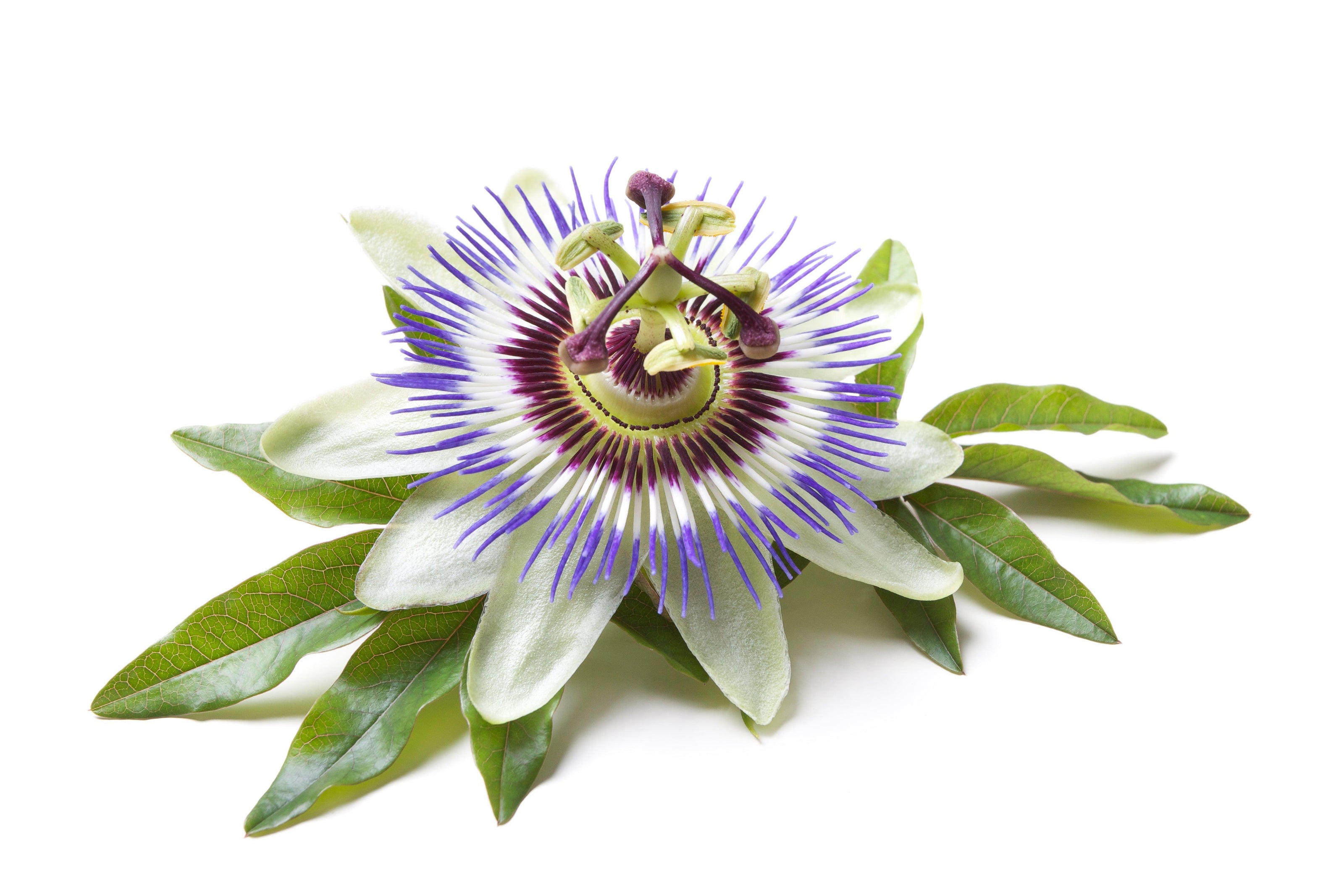 Fleurs de passiflore, apaisement naturel.