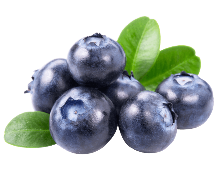 Myrtilles fraîches, antioxydants pour la peau et santé.