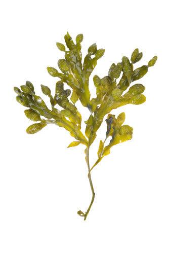 Algue Ascophyllum, détox naturelle.