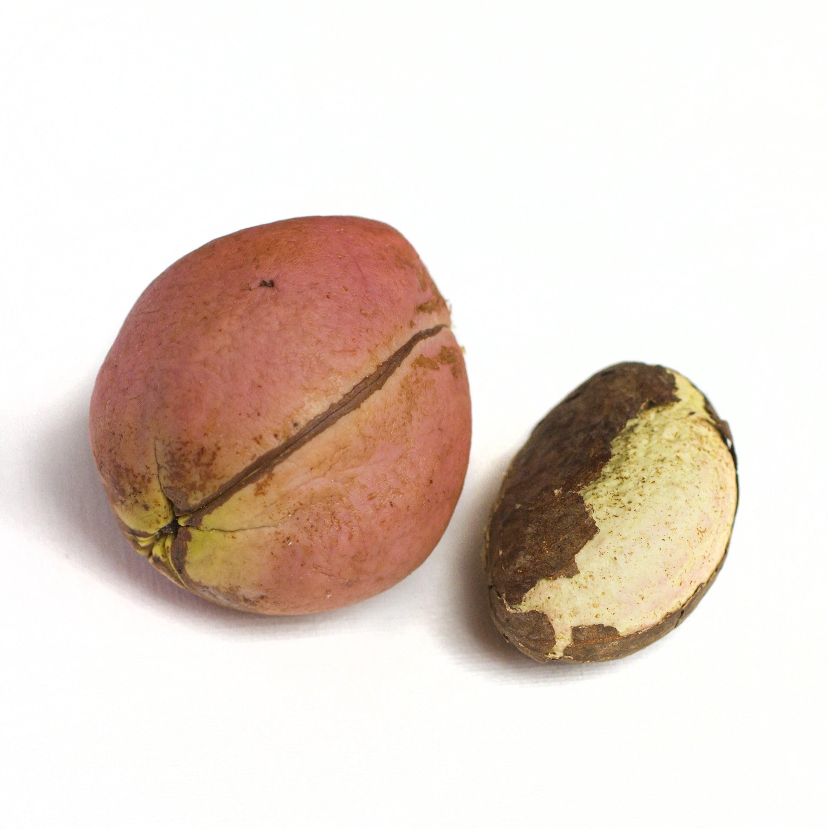 Noix de kola entières, énergie et vitalité.