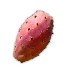 Nopal entier, allié minceur naturel.