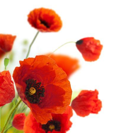 Coquelicot, plante pour sommeil naturel.