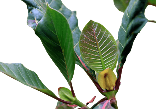 Fleurs de quinquina, plantes amères pour digestion.
