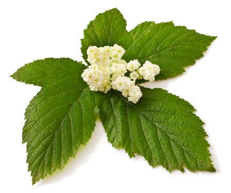 Fleur de reine-des-prés, plante naturelle bien-être.