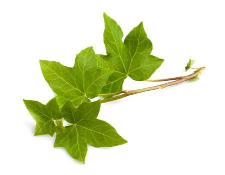 Feuilles de lierre, plantes pour circulation et peau.