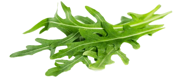 Feuilles de roquette fraîches, source de vitamines.