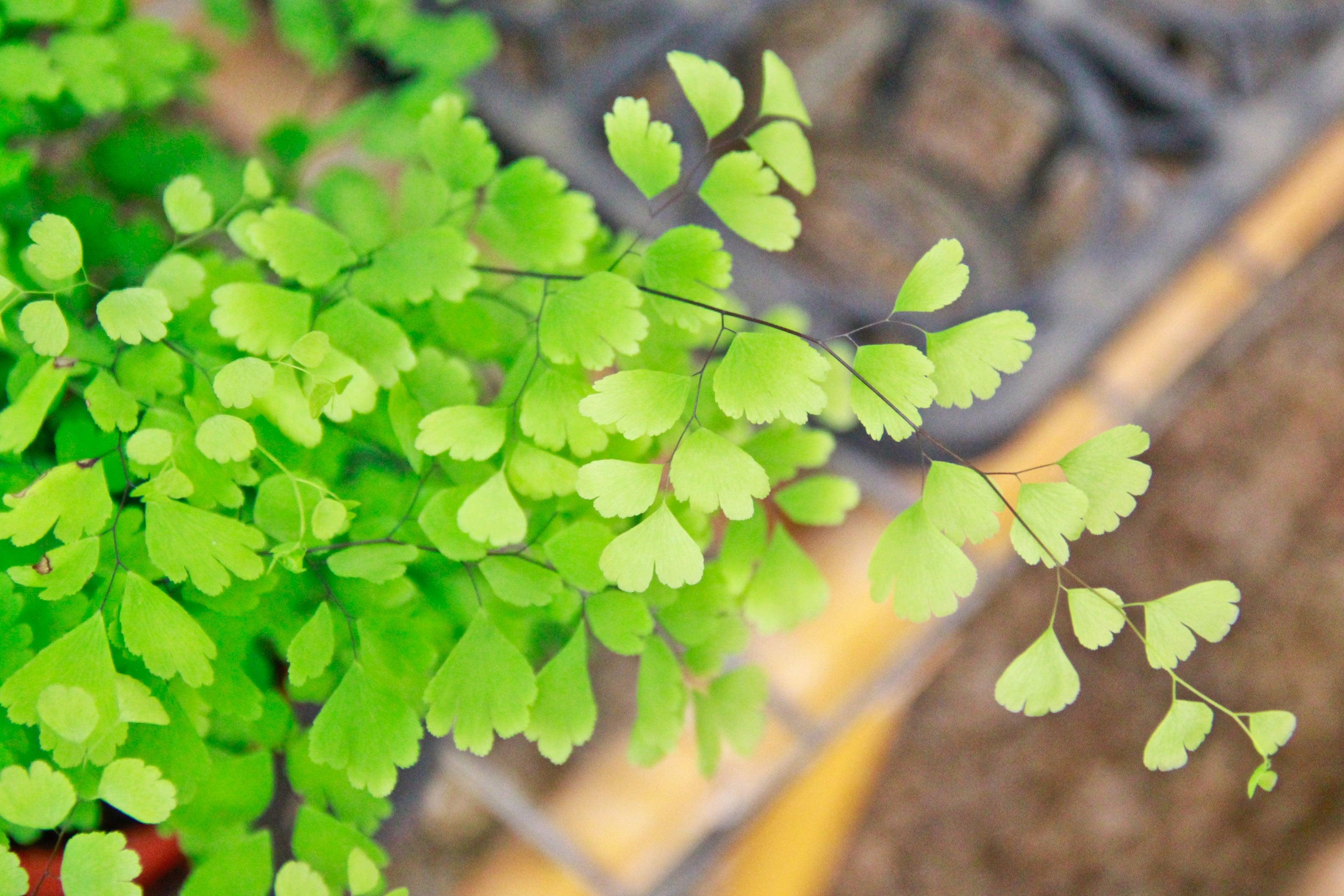 Plante cheveux de Vénus, soin capillaire naturel.