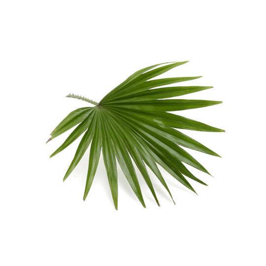 Saw palmetto, extrait végétal prostate.